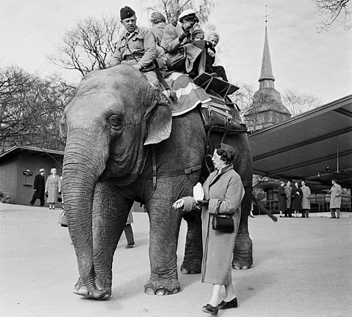 Skansen elefantritt 1956
