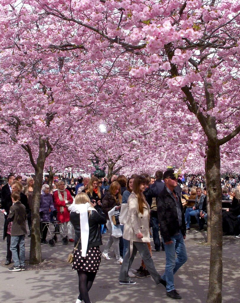 Kungsträdgårdens blommande körsbärsträd