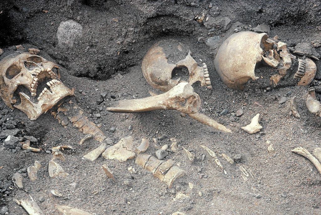 Skelettrester från Helgeandshuset